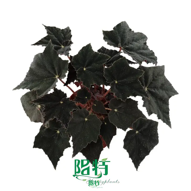 spathiphyllum at Wholesale Prices | Youngplants1 1