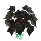 spathiphyllum at Wholesale Prices | Youngplants1 1