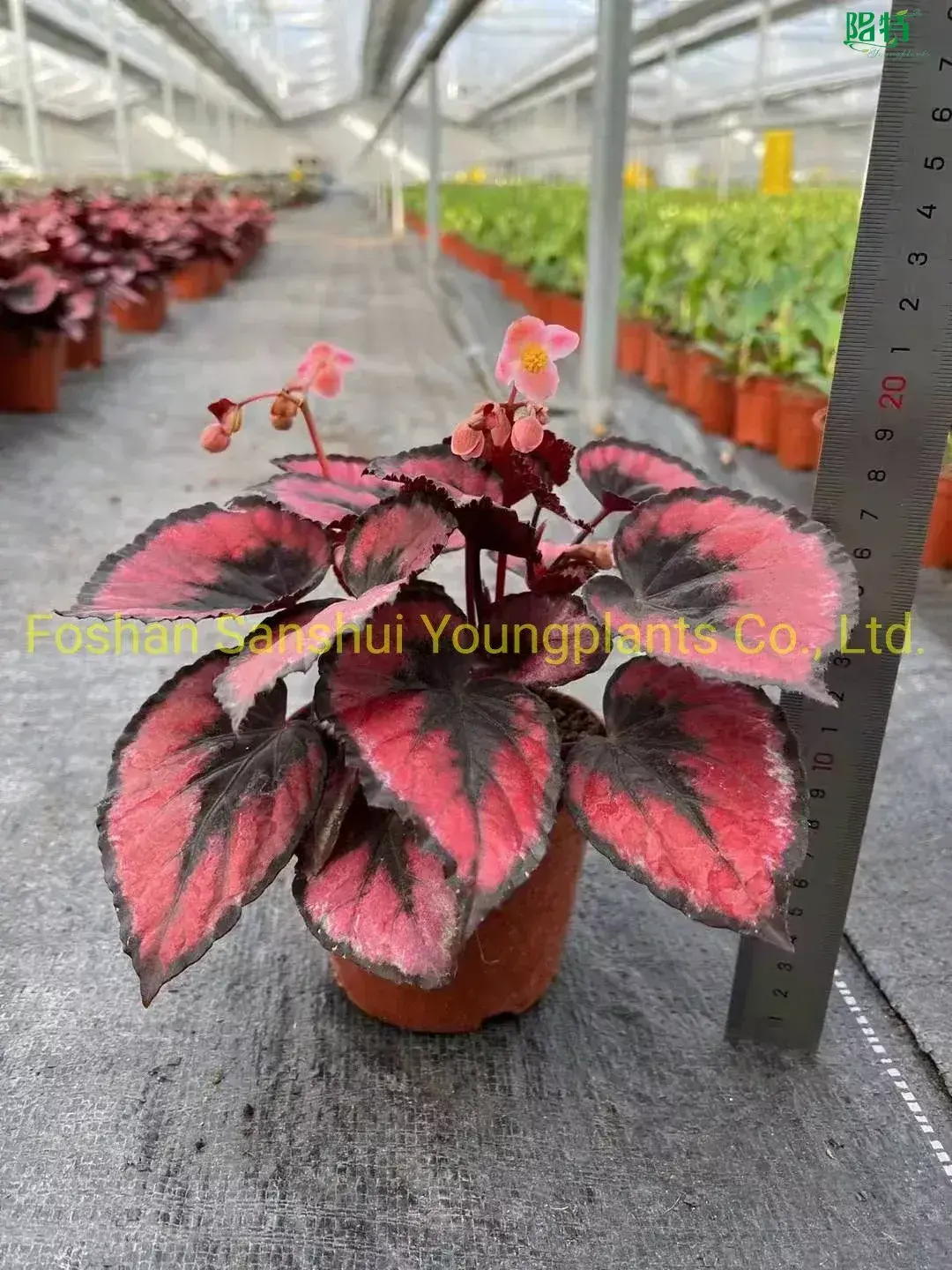 rex begonia care at Wholesale Prices | Youngplants1 1