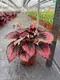 rex begonia care at Wholesale Prices | Youngplants1 1