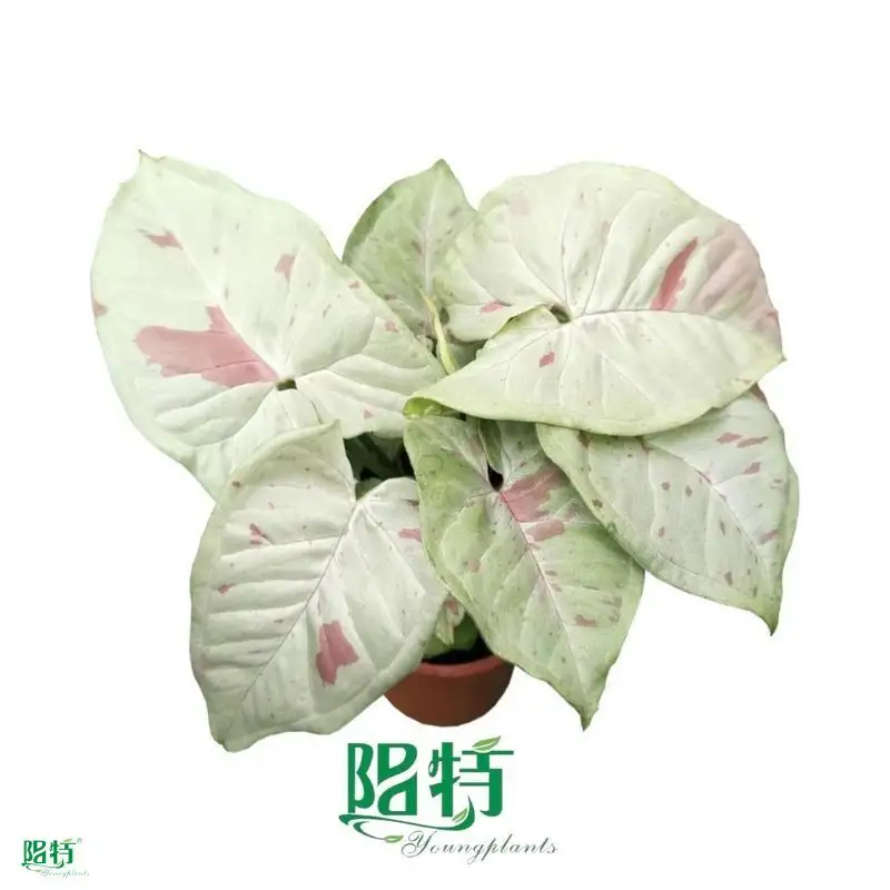 arrowhead plant water at Wholesale Prices | Youngplants 1