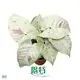 arrowhead plant water at Wholesale Prices | Youngplants 1
