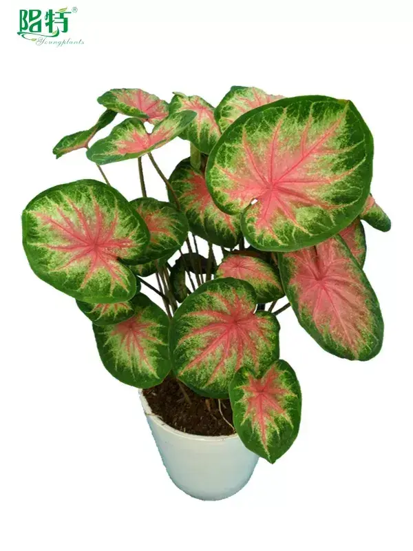 Youngplants |  caladium varieties  1