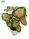 Youngplants |  caladium varieties  1