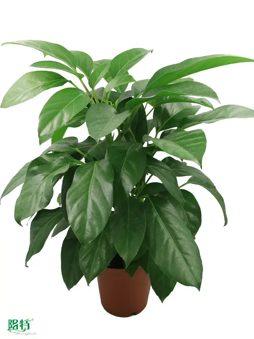 clusia in water at Wholesale Prices | Youngplants 1