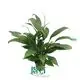 Custom spathiphyllum  Manufacturer | Youngplants 1
