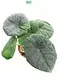 Youngplants |  clusia rosea princess  1