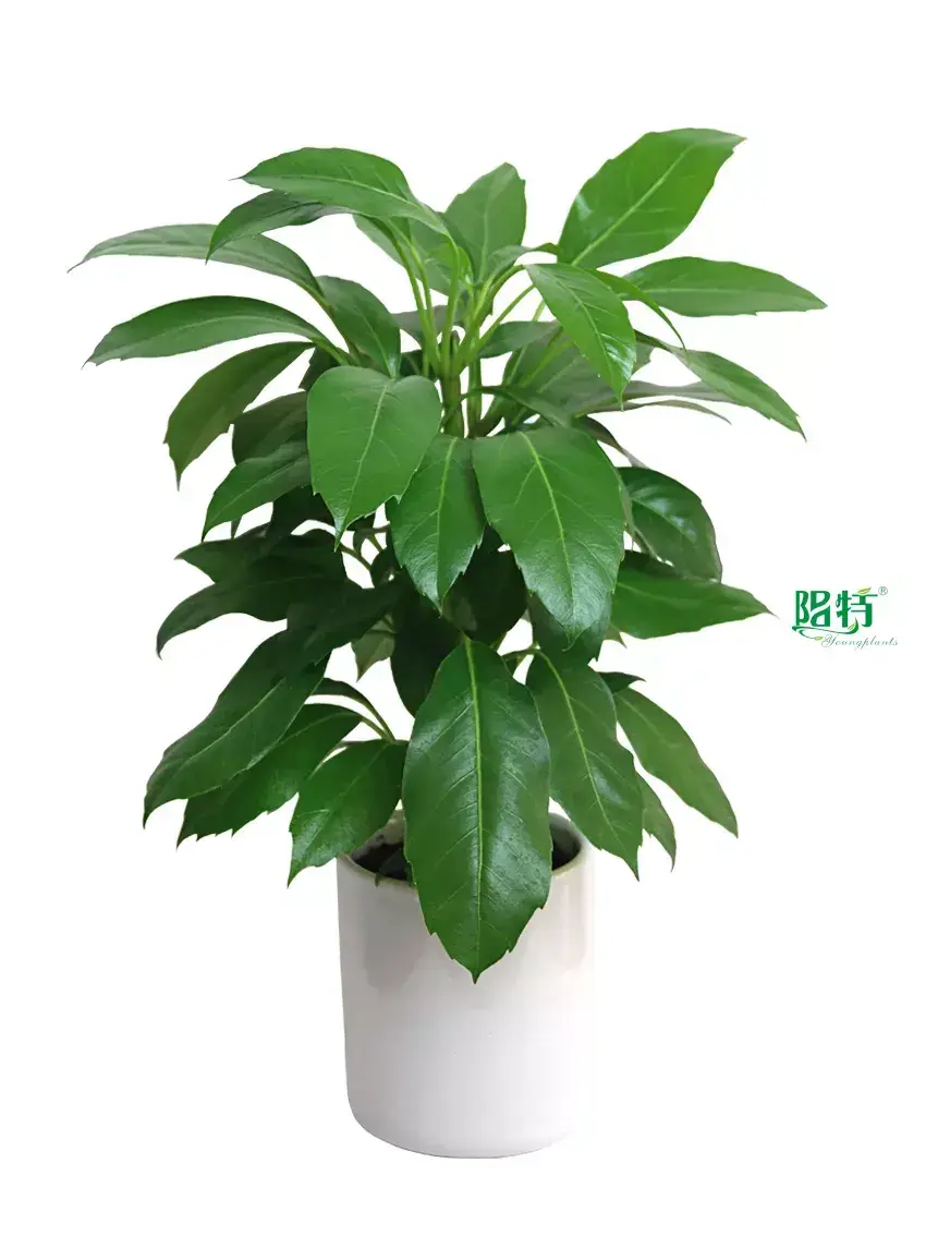 Youngplants |  schefflera tree  1