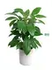 Youngplants |  schefflera tree  1