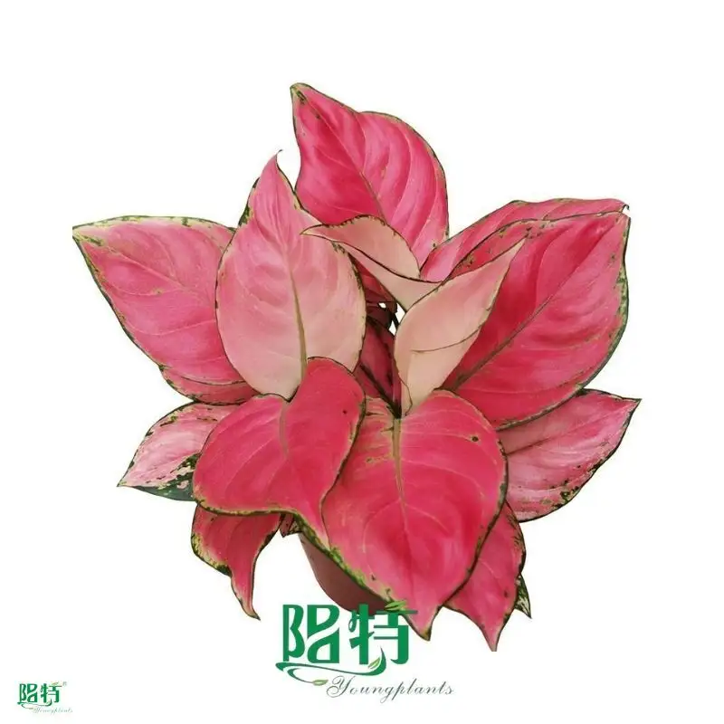 Youngplants |  aglaonema tissue culture 1 1