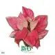 Youngplants |  aglaonema tissue culture 1 1