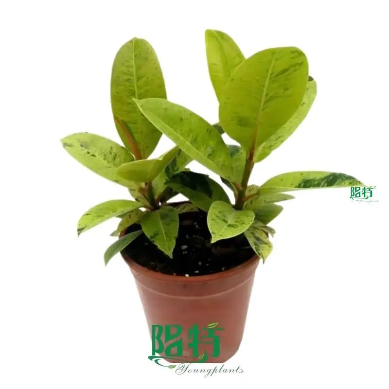  ficus benjamina bonsai  | Youngplants 1