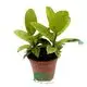  ficus benjamina bonsai  | Youngplants 1
