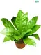  fern propagation  | Youngplants 1