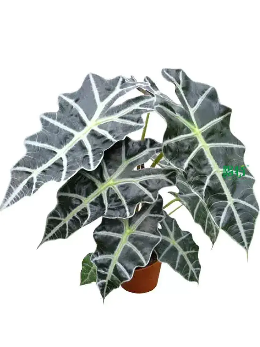 black alocasia at Wholesale Prices | Youngplants 1