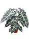 black alocasia at Wholesale Prices | Youngplants 1