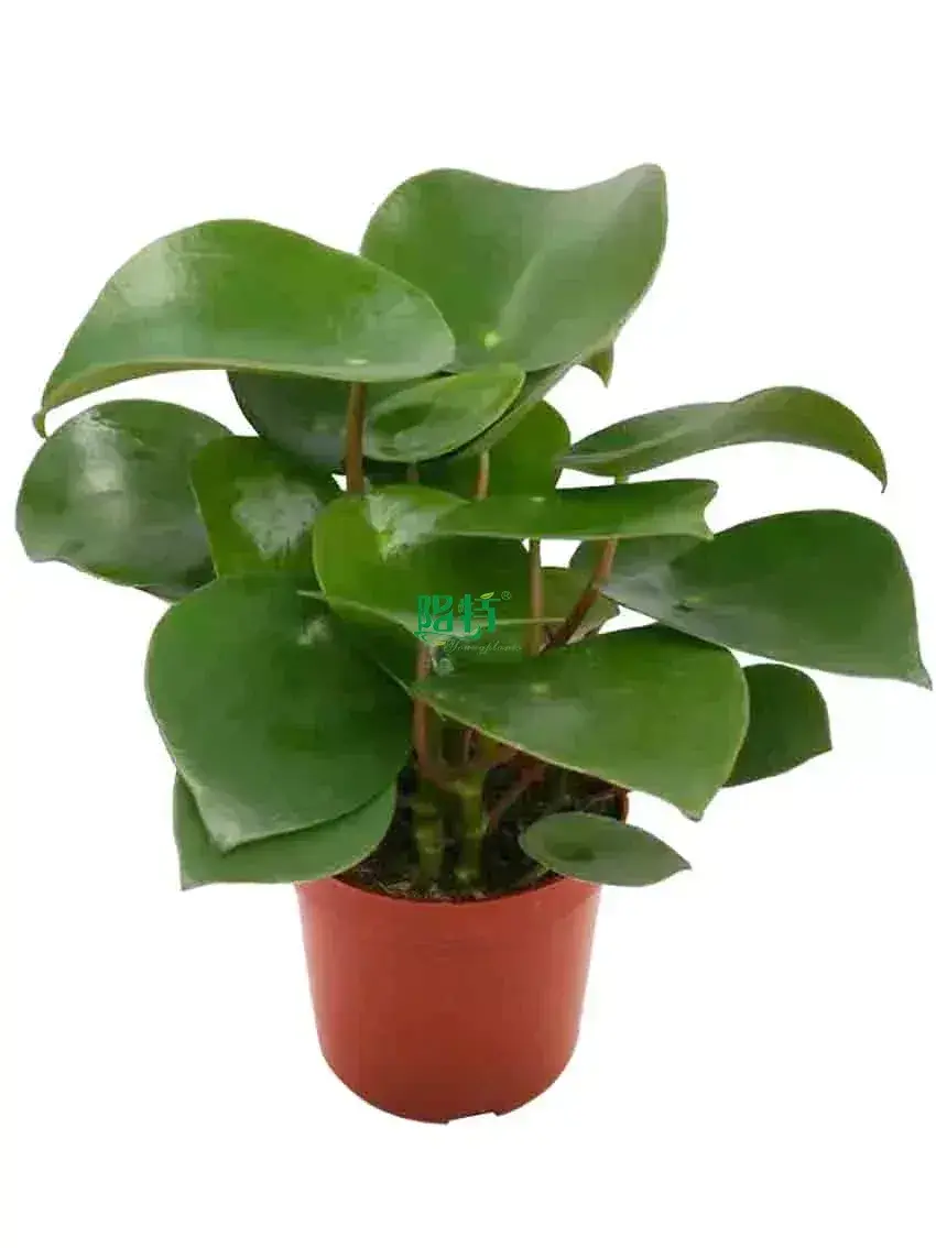 Custom peperomia plant  Manufacturer | Youngplants 1