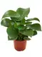 Custom peperomia plant  Manufacturer | Youngplants 1