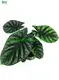 Custom alocasia reginula black velvet  Manufacturer | Youngplants 1
