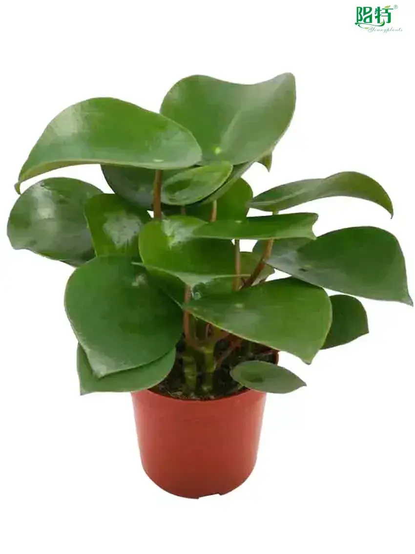  peperomia obtusifolia variegata  | Youngplants 1