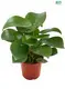  peperomia obtusifolia variegata  | Youngplants 1