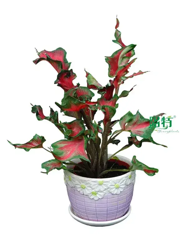 Epipremnum at Wholesale Prices | Youngplants 1