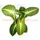 Custom xanthosoma plug plants  Manufacturer | Youngplants1 1
