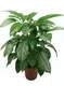 Youngplants |  schefflera trinette  1