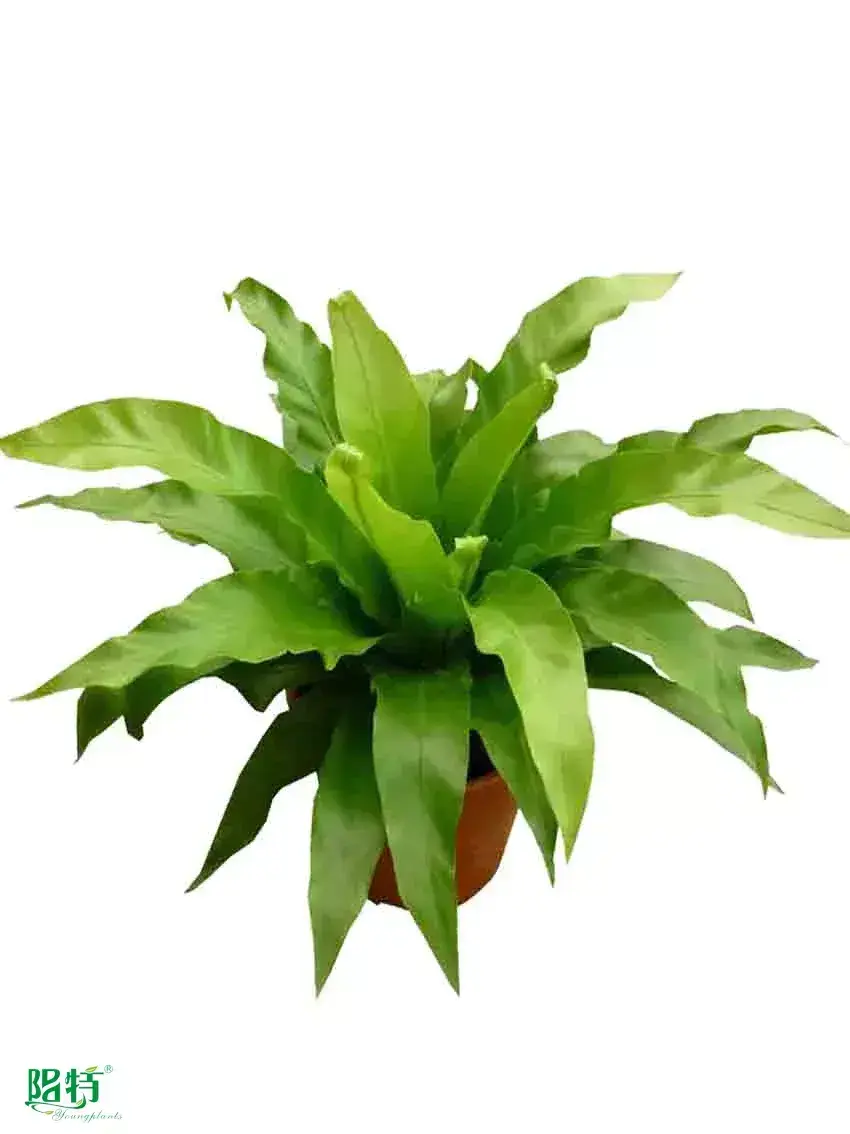 types of ferns  | Youngplants 1
