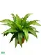  types of ferns  | Youngplants 1