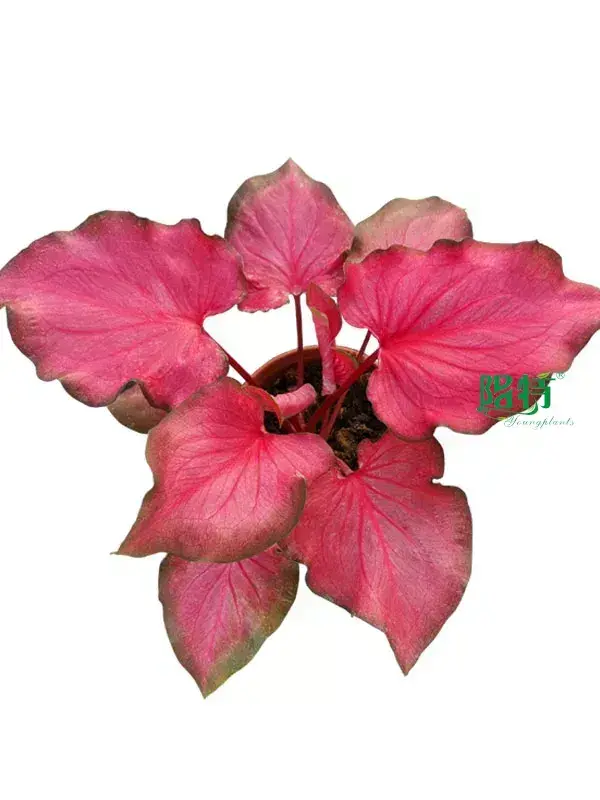 caladium varieties at Wholesale Prices | Youngplants1 1