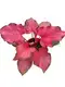 caladium varieties at Wholesale Prices | Youngplants1 1