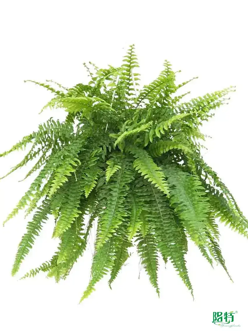 tree fern at Wholesale Prices | Youngplants1 1