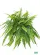 tree fern at Wholesale Prices | Youngplants1 1