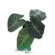 alocasia portodora at Wholesale Prices | Youngplants 1