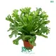 Youngplants |  plant tissue culture containers  1
