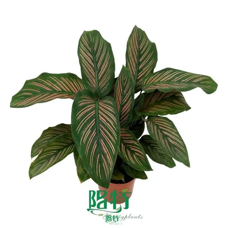 Custom stromanthe sanguinea  Manufacturer | Youngplants 1