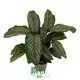 Custom stromanthe sanguinea  Manufacturer | Youngplants 1