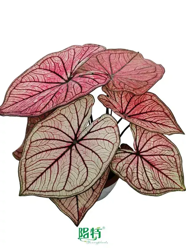 live caladium plants for sale at Wholesale Prices | Youngplants1 1