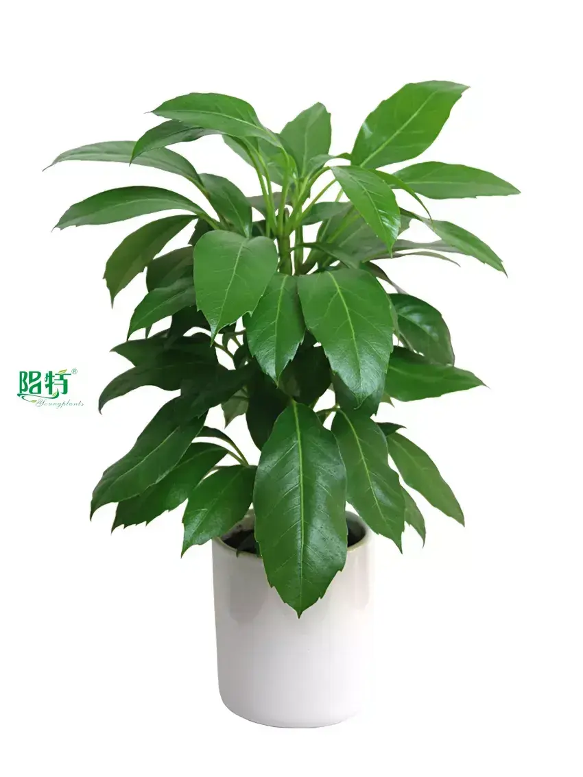  scindapsus  | Youngplants 1