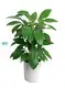  scindapsus  | Youngplants 1
