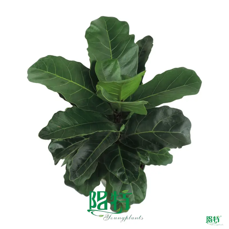 ficus benjamina bonsai at Wholesale Prices | Youngplants1 1