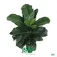 ficus benjamina bonsai at Wholesale Prices | Youngplants1 1