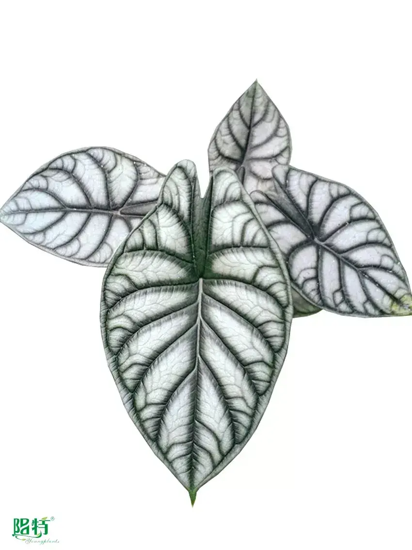 black velvet plant  | Youngplants 1
