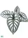  black velvet plant  | Youngplants 1