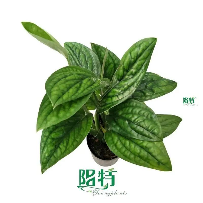  monstera deliciosa propagation  | Youngplants 1