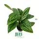 monstera deliciosa propagation  | Youngplants 1