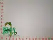 Custom peperomia obtusifolia cats  Manufacturer | Youngplants 1
