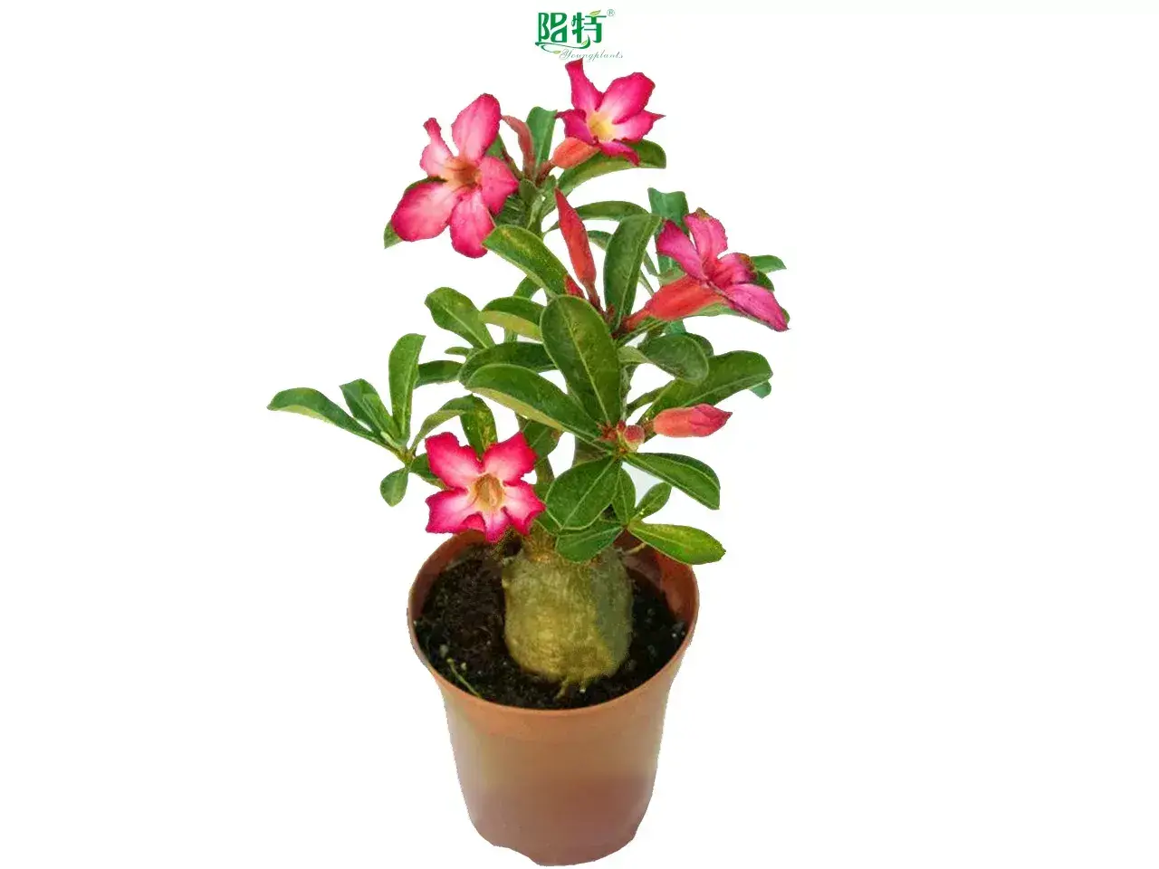 Custom codiaeum  Manufacturer | Youngplants 1