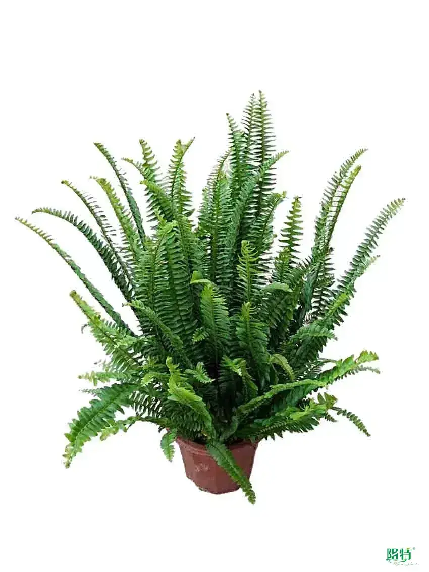 Custom plant tissue culture containers  Manufacturer | Youngplants 1